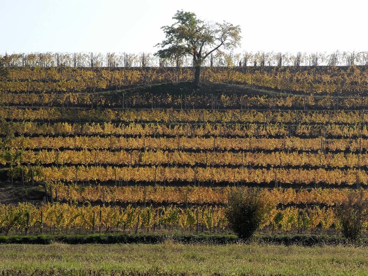 Villa Casali del Picchio - Winery Cividale del Friuli Esterno foto