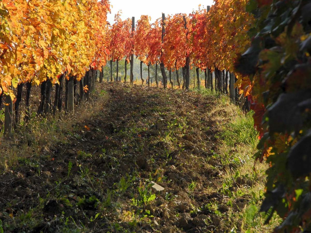 Villa Casali del Picchio - Winery Cividale del Friuli Esterno foto