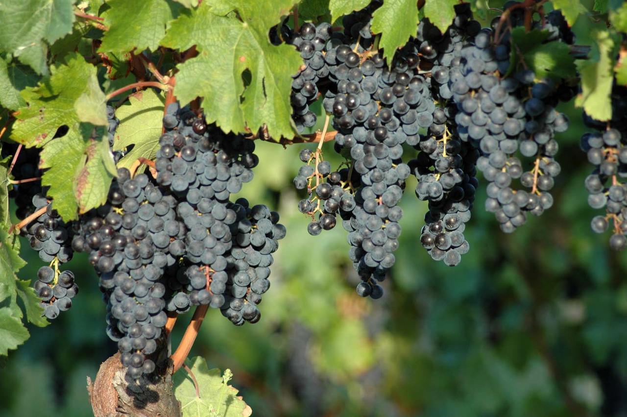 Villa Casali del Picchio - Winery Cividale del Friuli Esterno foto